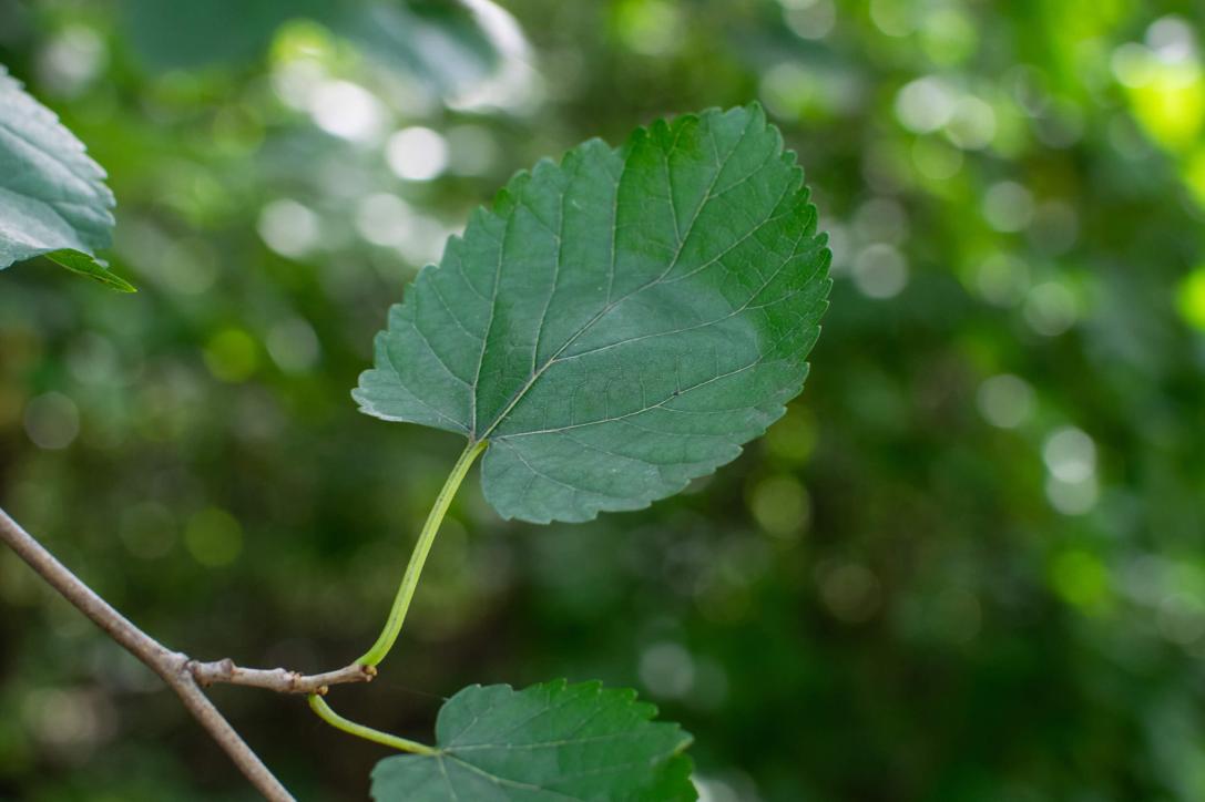 Tree leaves