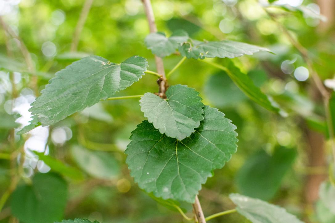 Tree leaves