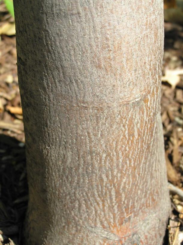 Tree bark