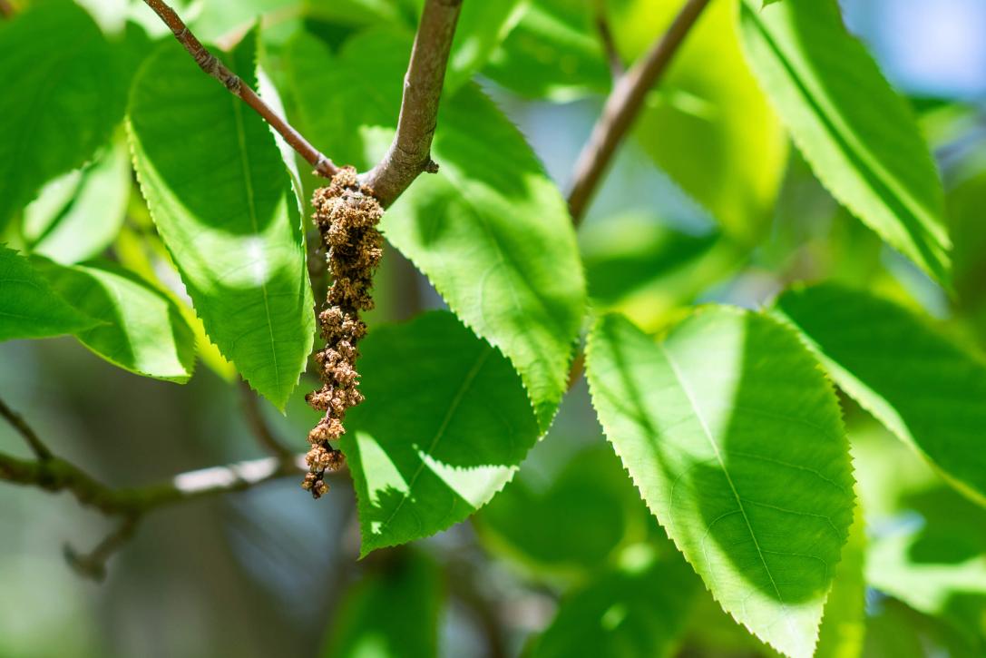 Tree bud