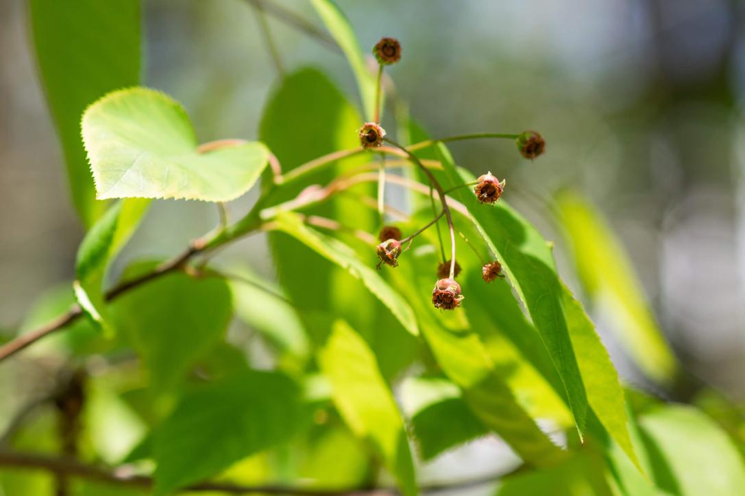 Tree bud