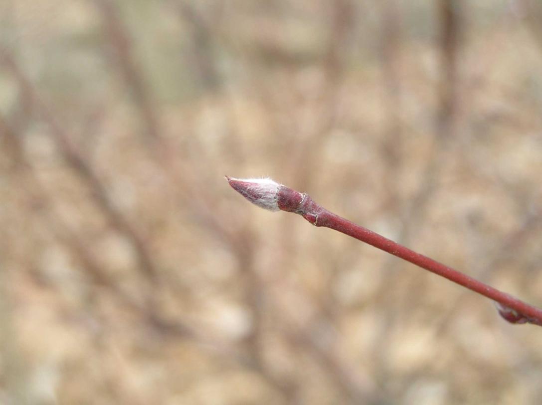 Tree bud