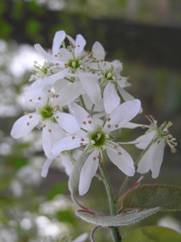 Tree flower