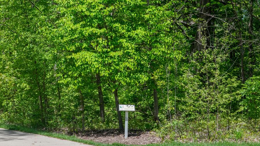 Tree habitat