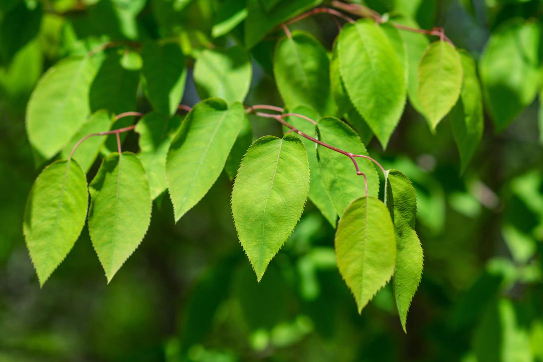 Tree leaves