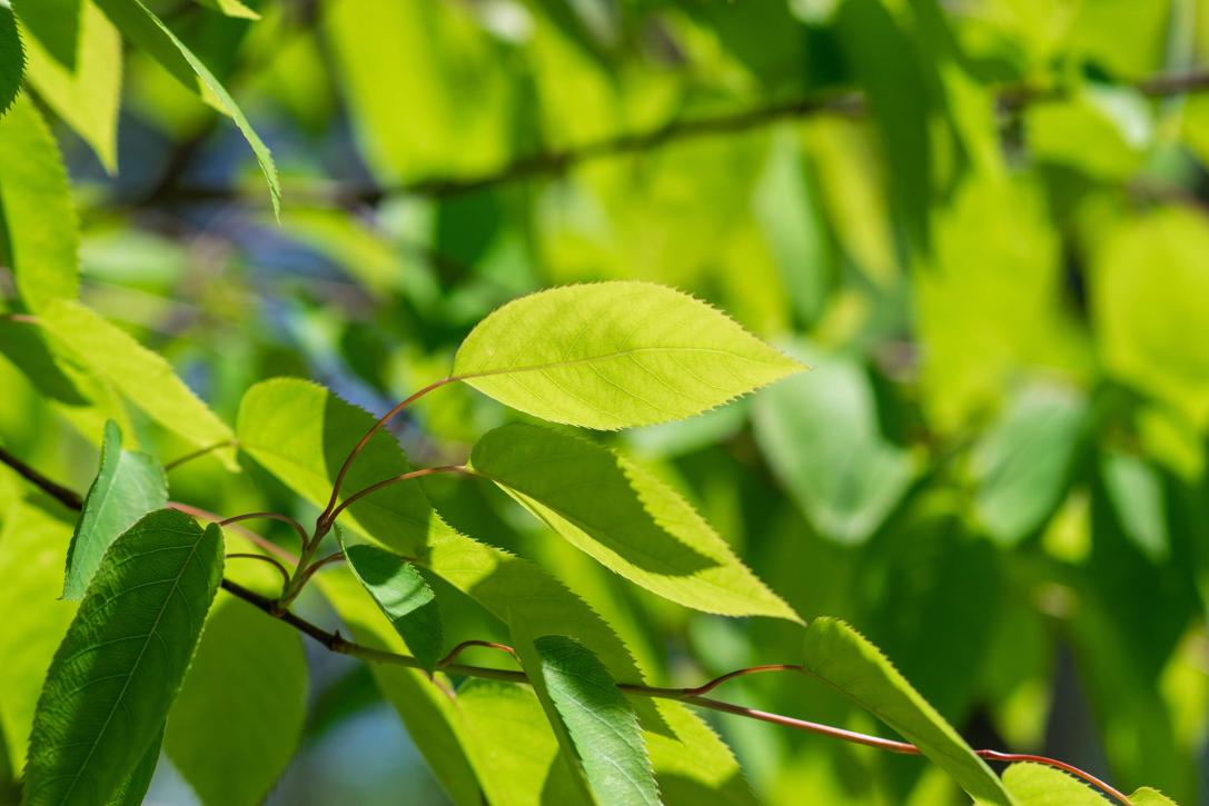 Tree leaves