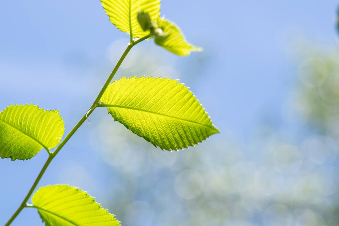 Tree leaves