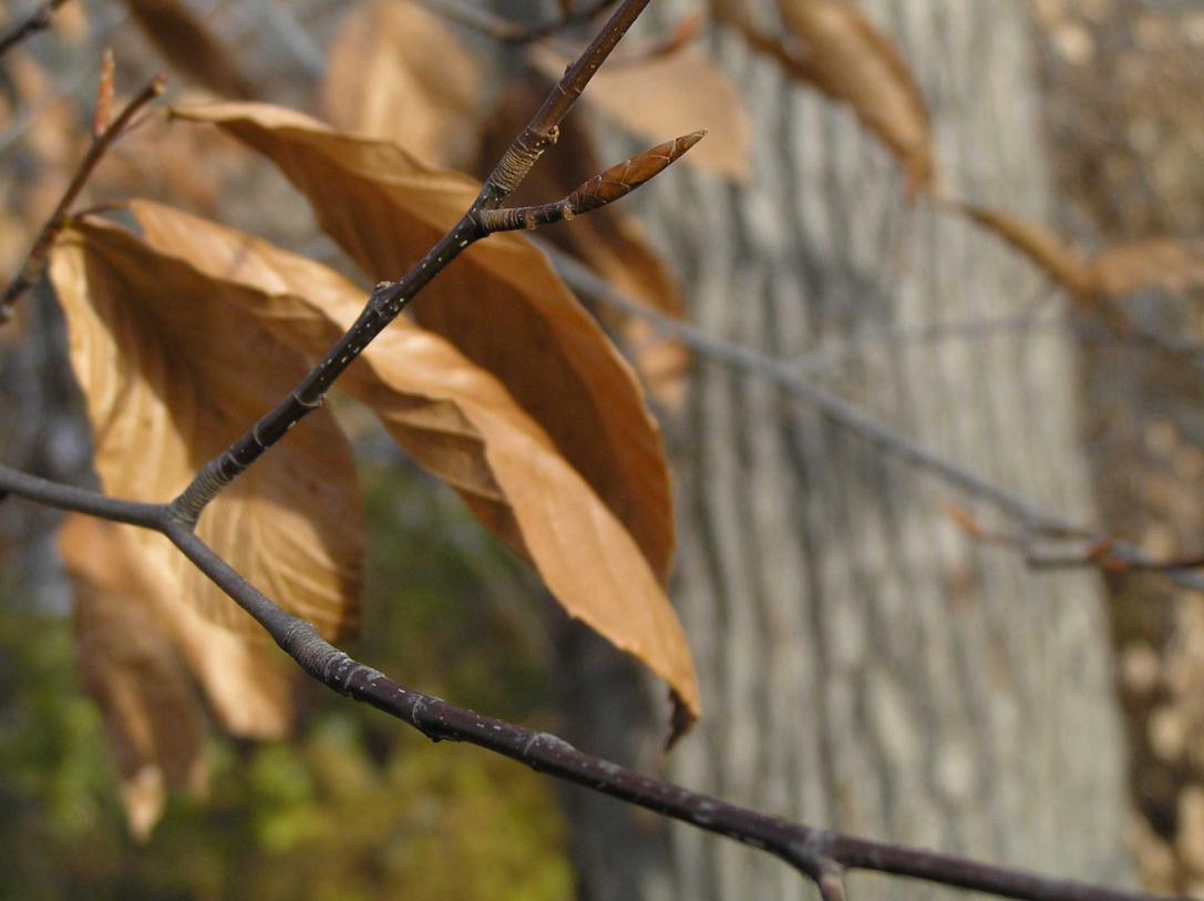 Tree branch