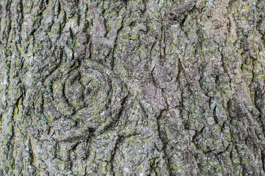 Bitternut Hickory Bark (Close-Up)