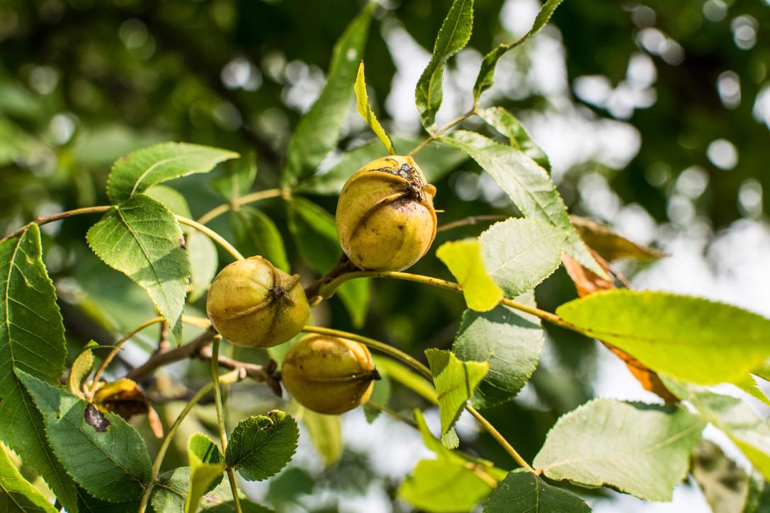 Bitternut Hickory Fruit