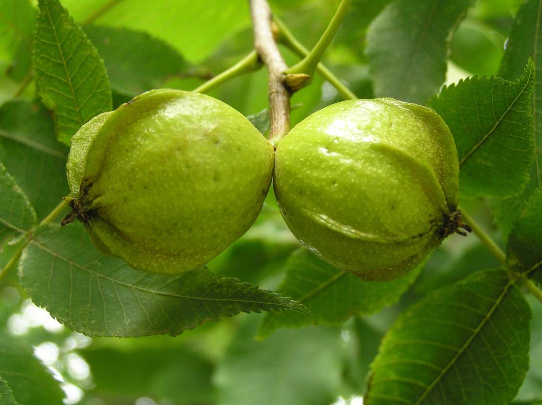 Bitternut Hickory Fruit (Close-Up)