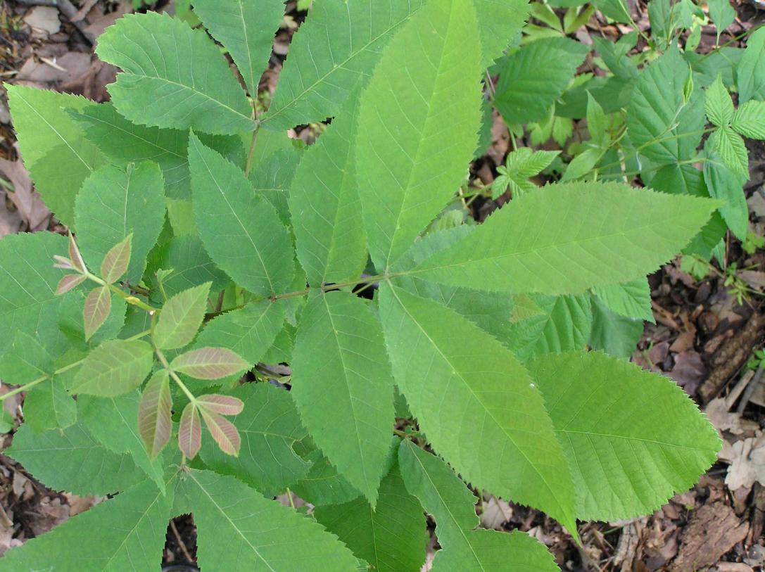 Bitternut Hickory Leaves - Spring