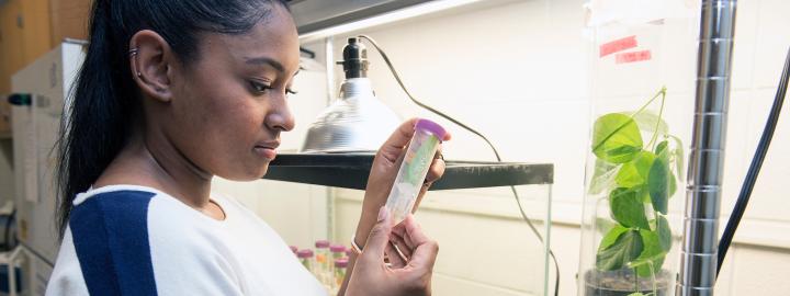 Graduate student works in a biology lab.