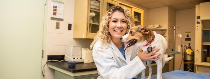 Vet examining a dog