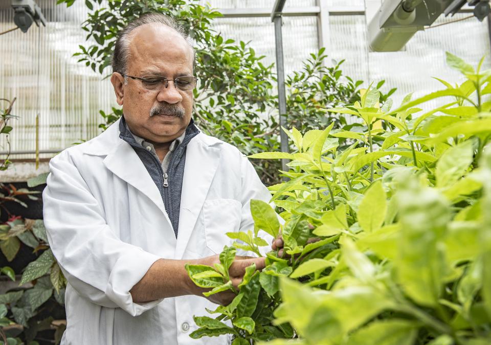 Professor Ahmed Mustafa tends plants in a greenhouse