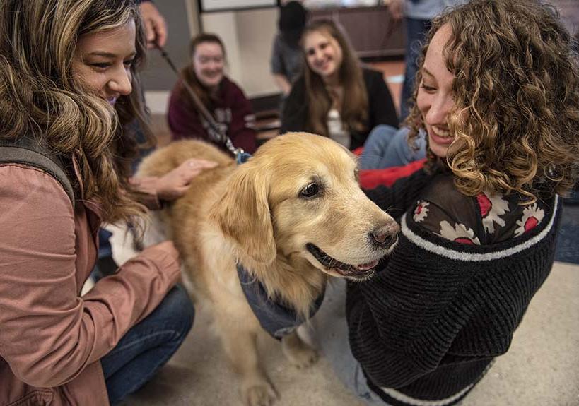 Dogs for sales mental health therapy