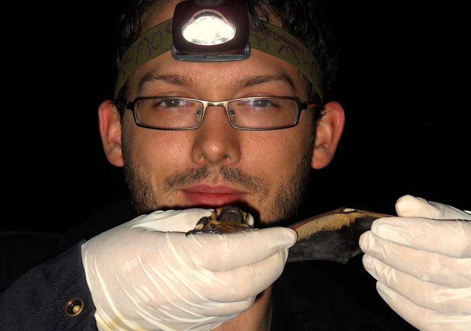 Professor Scott Bergeson holds a hoary bat, the largest bat in Indiana.