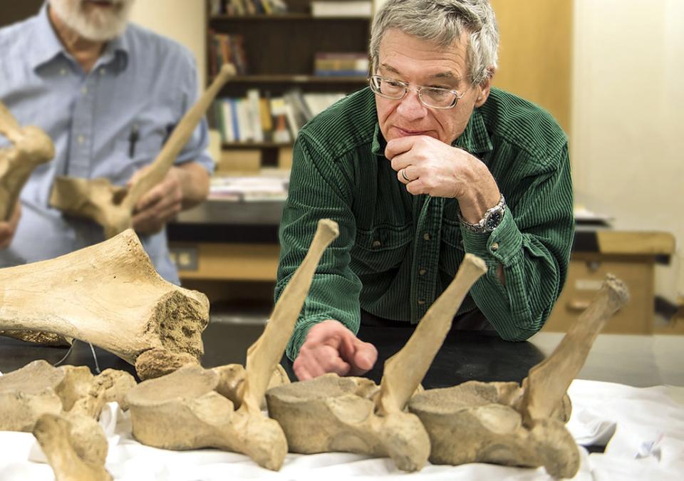 James Farlow is looking at mastodon bones