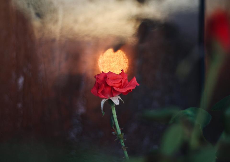 A small rose with the sunset's reflection on top of it.