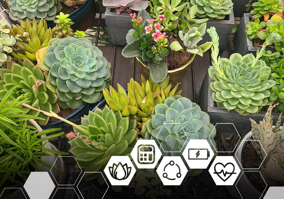 Photo of vairous succulents with the Healthy Boiler Pillars of Wellness Icons in White