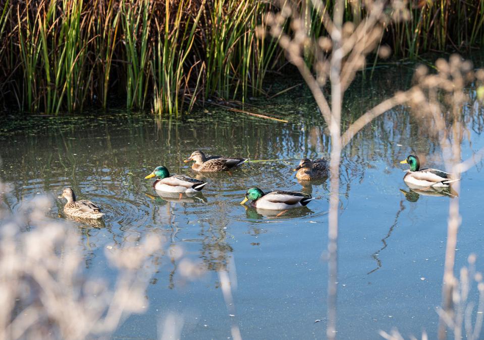 Ducks swimming near a riverbank