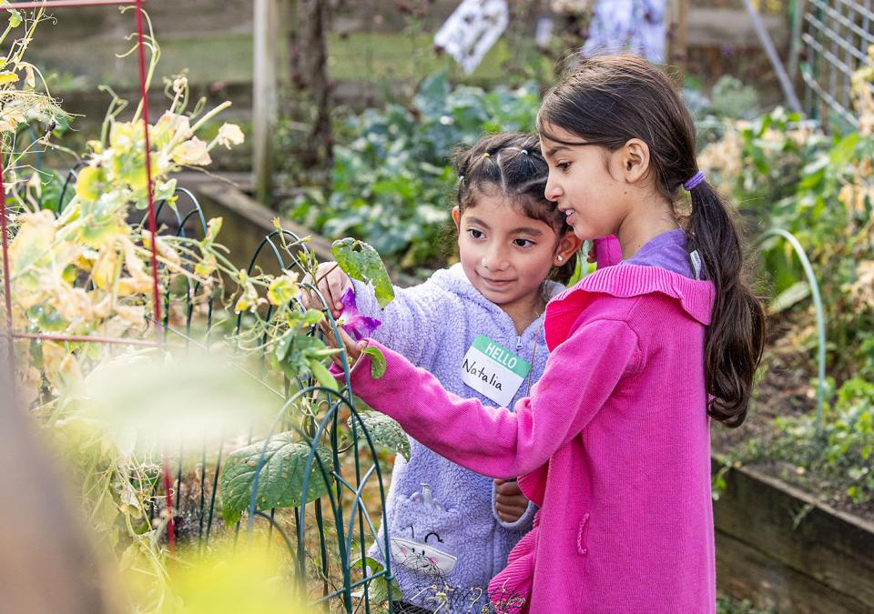 Two children are inspecting a garden plant