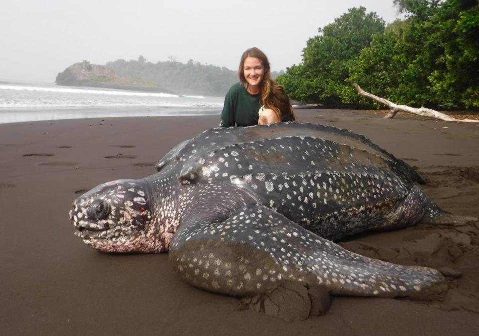 Callie Veelenturf with a giant leatherback turtle, Bioko Island, Equatorial Guinea.