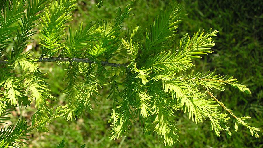 Baldcypress tree