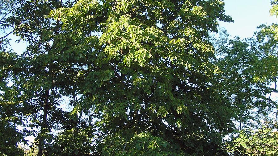 Basswood tree