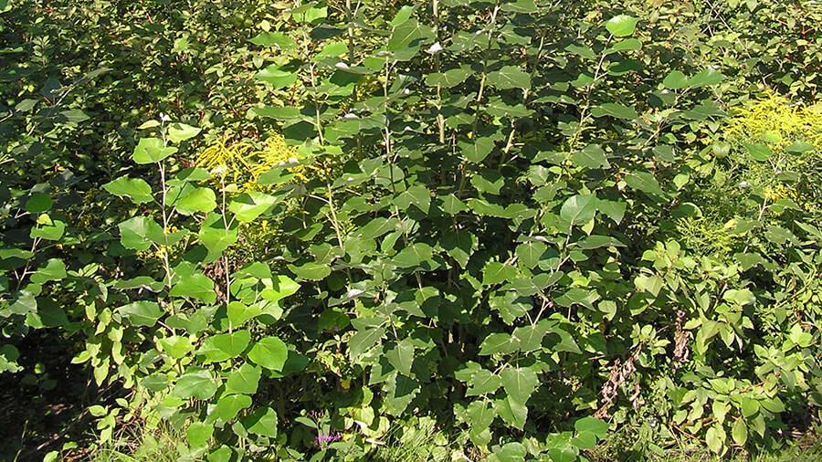 Aspen tree