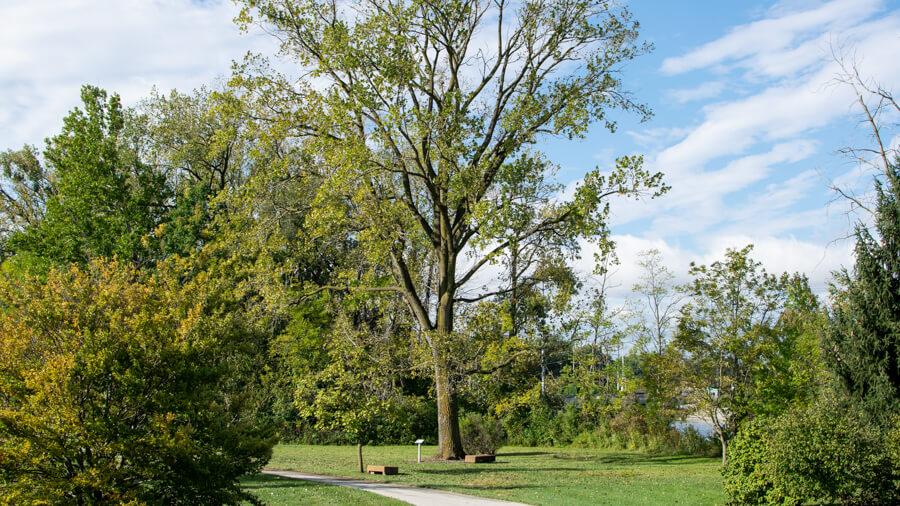 Cottonwood tree