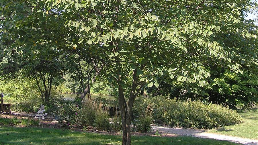 Redbud tree