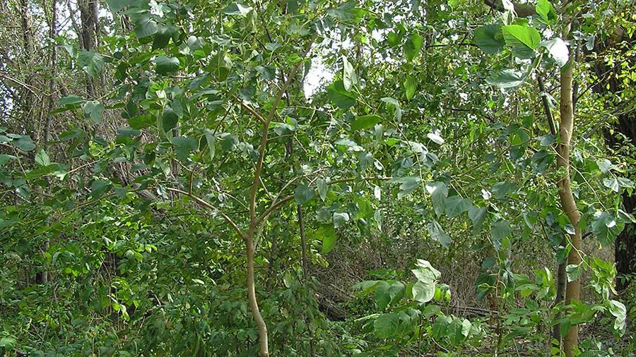 Mulberry tree