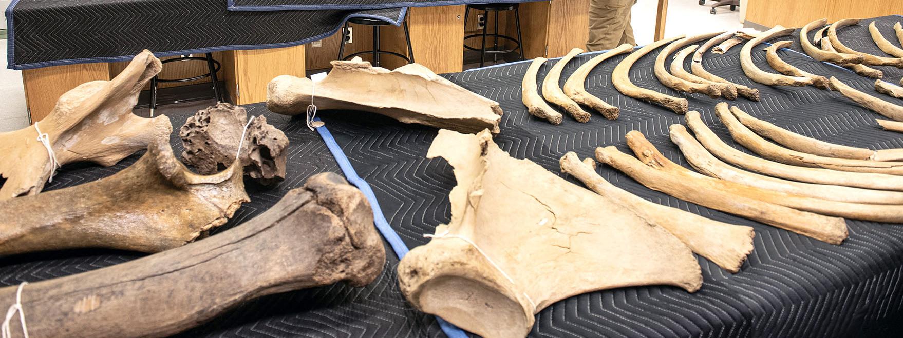 Mastodon bones being assembled for transport.