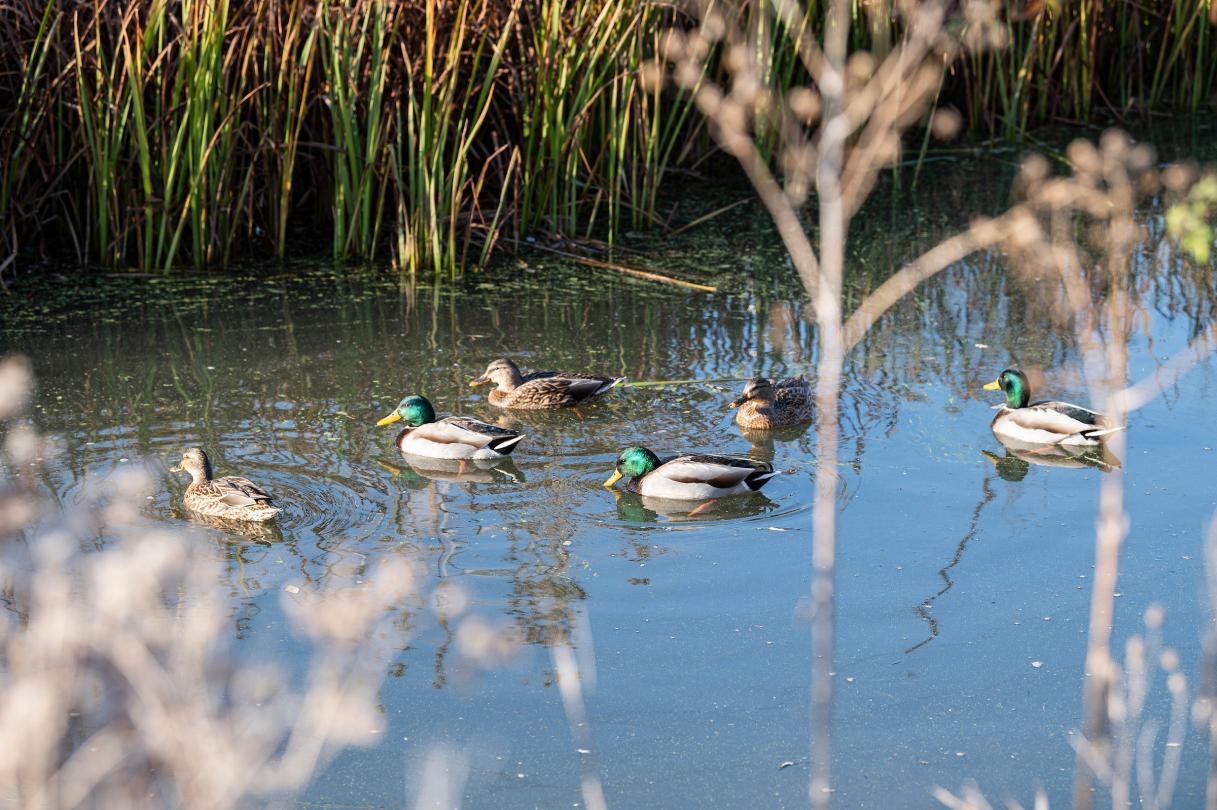 Ducks on the water on campus.