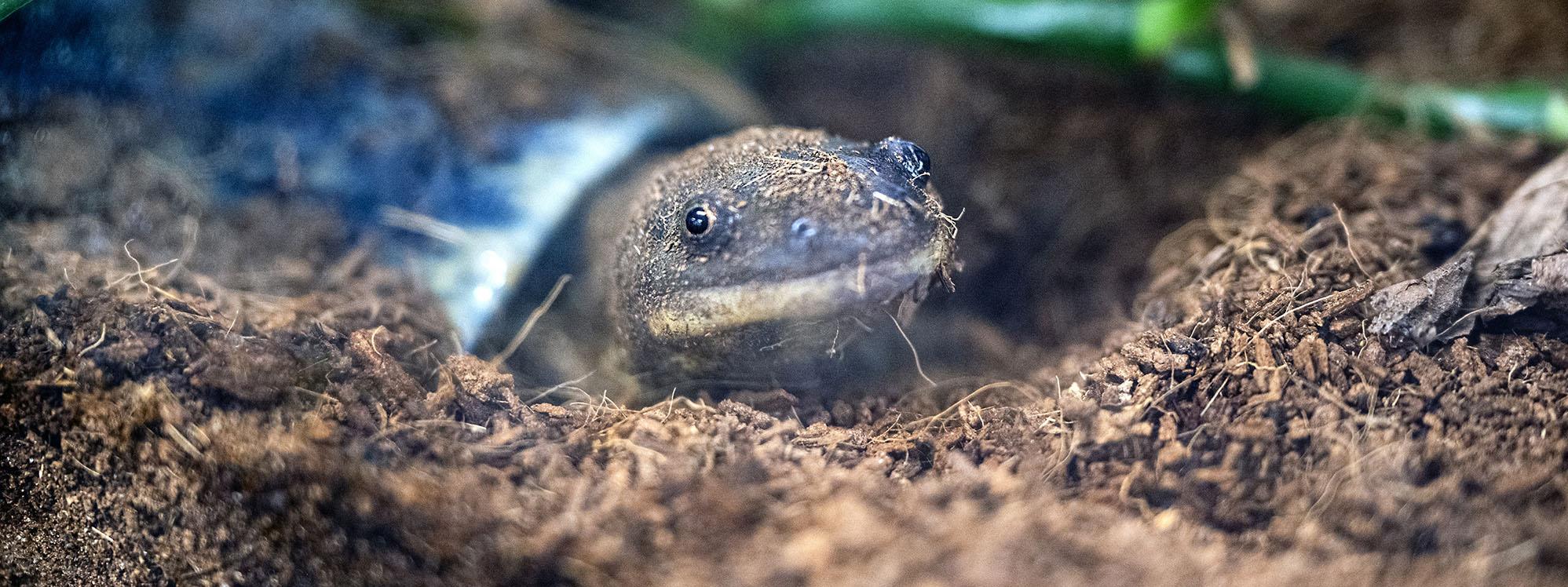 A turtle is peeking out of its shell