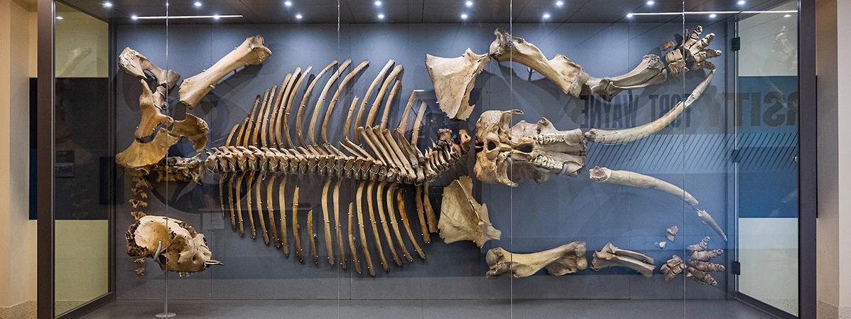 Mastodon Bones on display