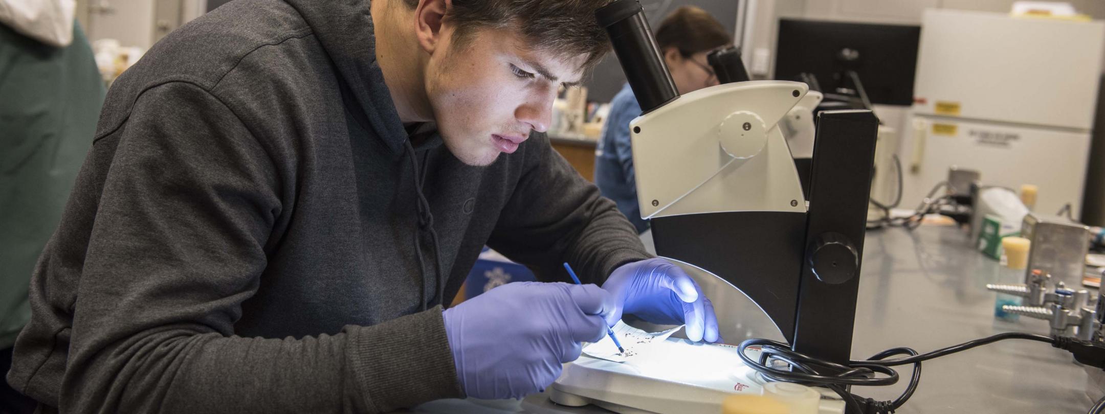 Biology student examining a sample on a lab scope.