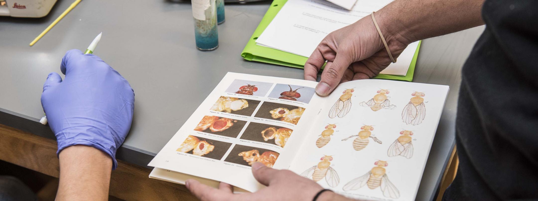 Biology record taking and research on samples in a lab setting