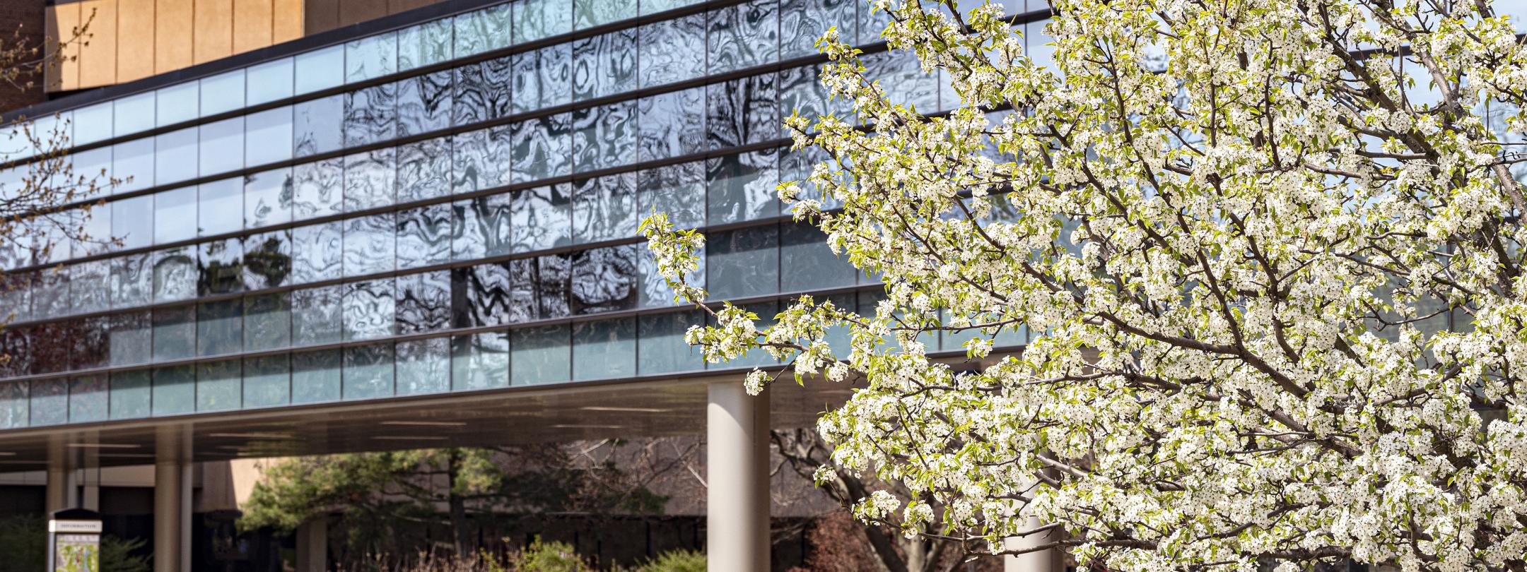 Spring time on campus with the skybridge in view.