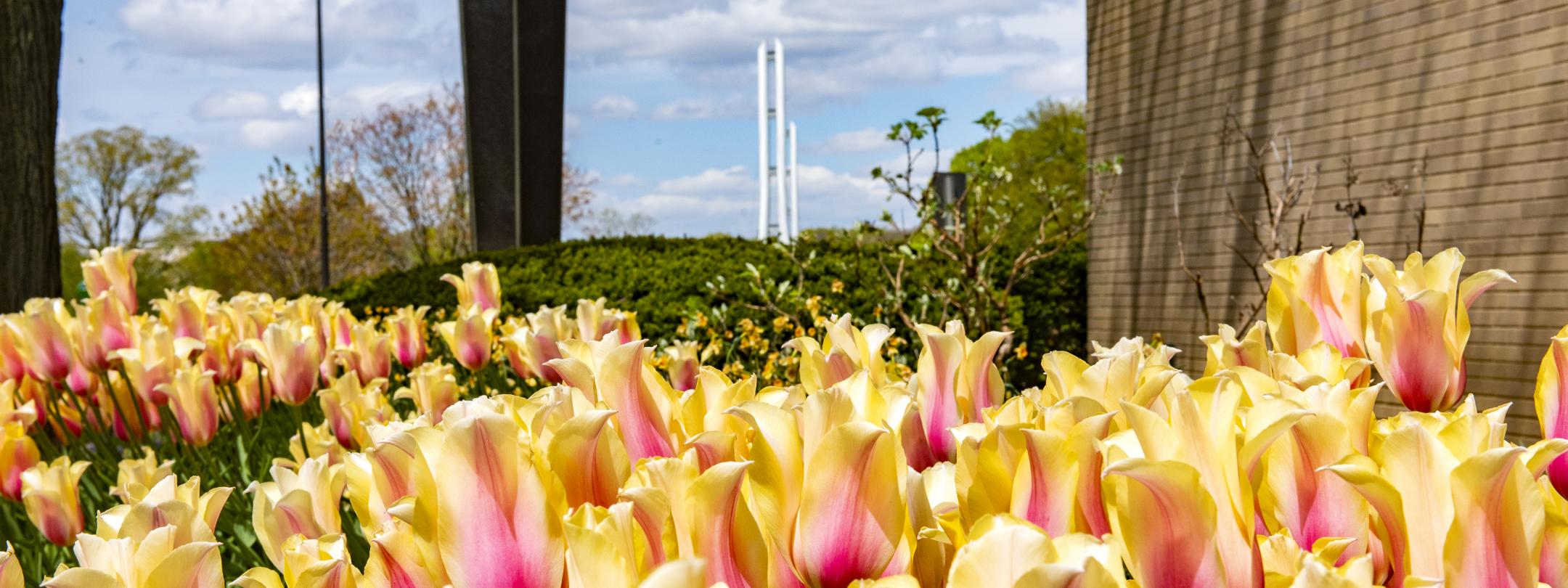 Kettler entrance with tulips.