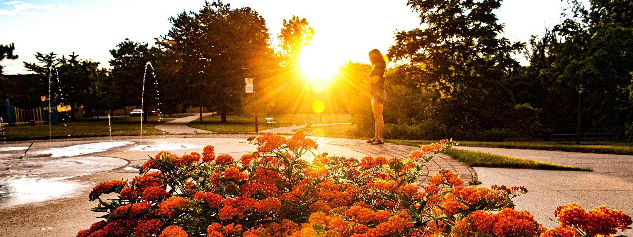 Beauty shot of the autumn flowers at the fountain at sunset.