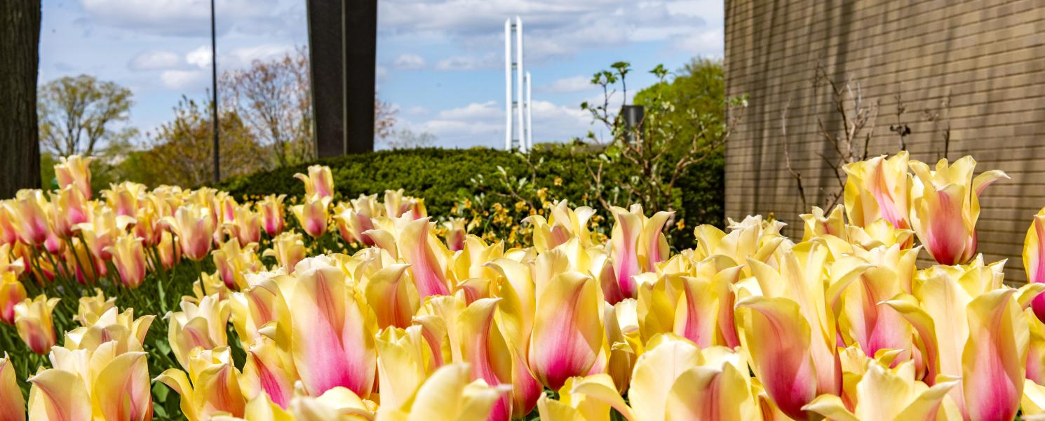 Kettler entrance with tulips.