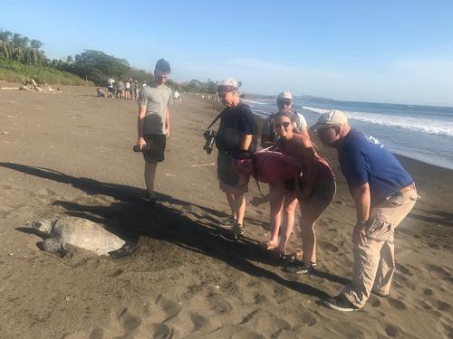 Professor Frank Paladino and students study sea turtle on the beach in Costa Rica.