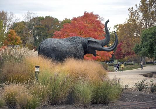 Bronze mastodon statue on campus on an autumn afternoon.