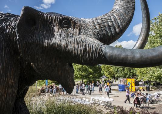 Bronze mastodon statue on campus on a summer afternoon.