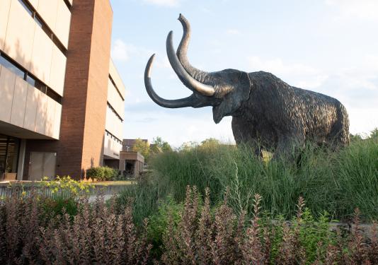 The mastodon statue outside of Helmke Library