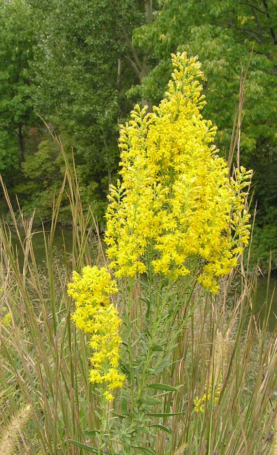 Showy Goldenrod