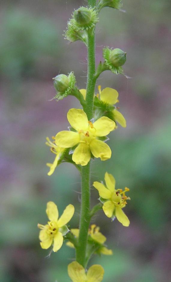 Agrimony flower