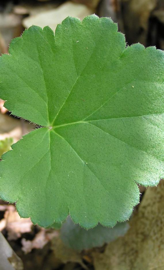 Alumroot leaves